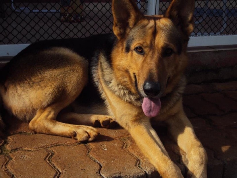 BRUTUS (Canino macho) Pastor Alemão C4