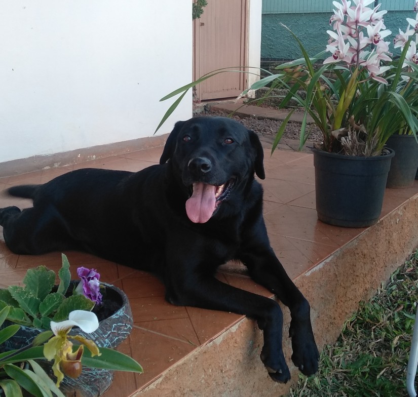 BUBBA (Canino fêmea) Retriever do Labrador C4
