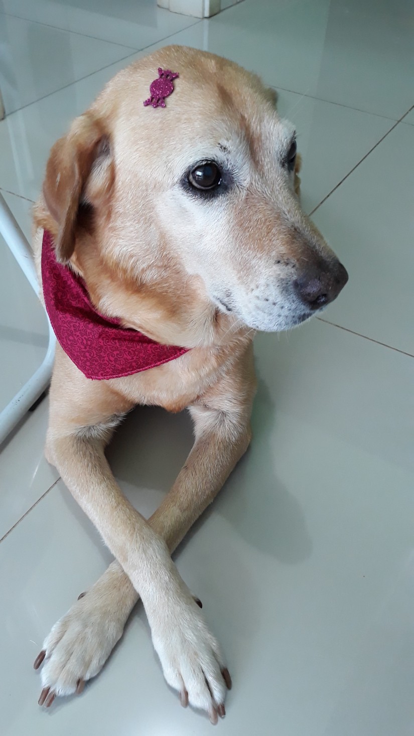 NINA (Canino fêmea) Srd Mp C1