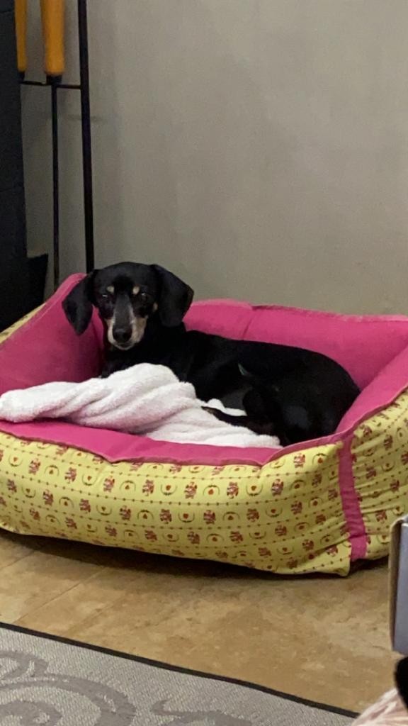 VICA (Canino fêmea) Daschund C4