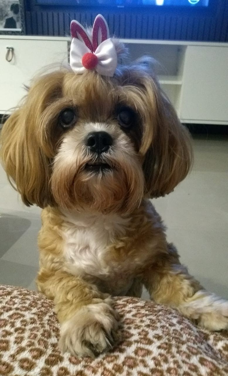 MEL (Canino fêmea) Lhasa Apso C2