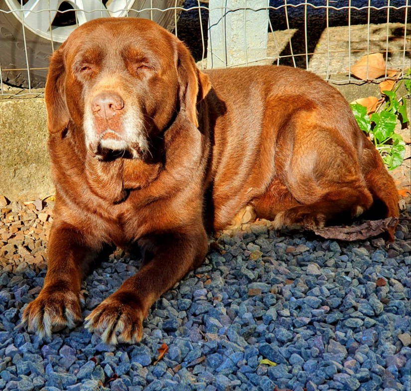 DODDY Canino macho) Labrador C2