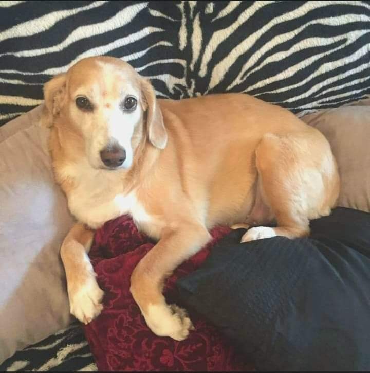 MEL (Canino fêmea) Srd Mp