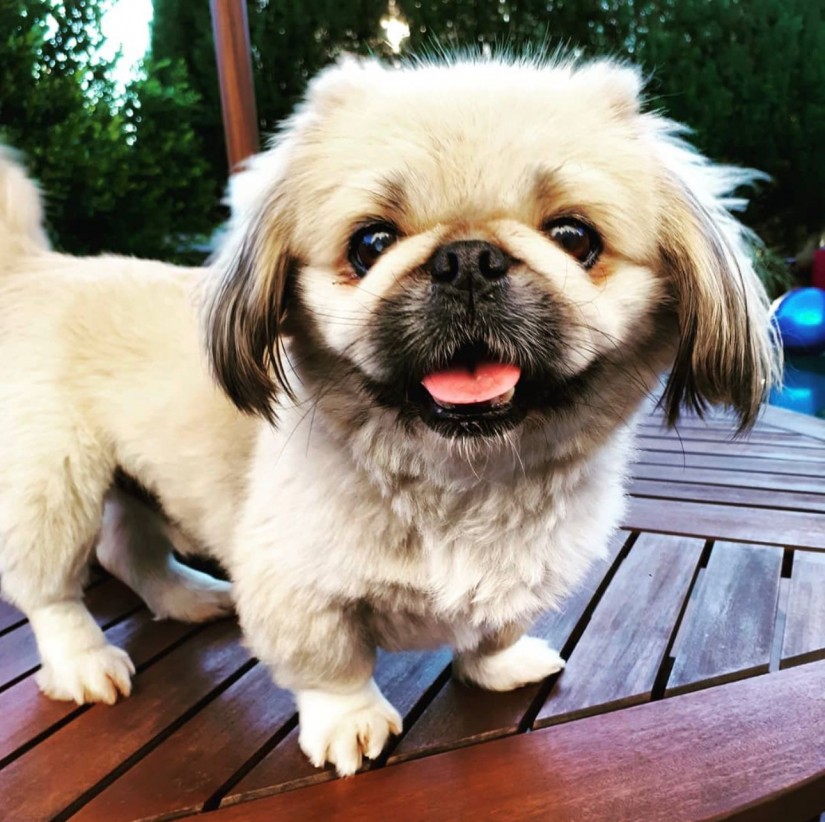 DUDU (Canino macho) Pequinês C3