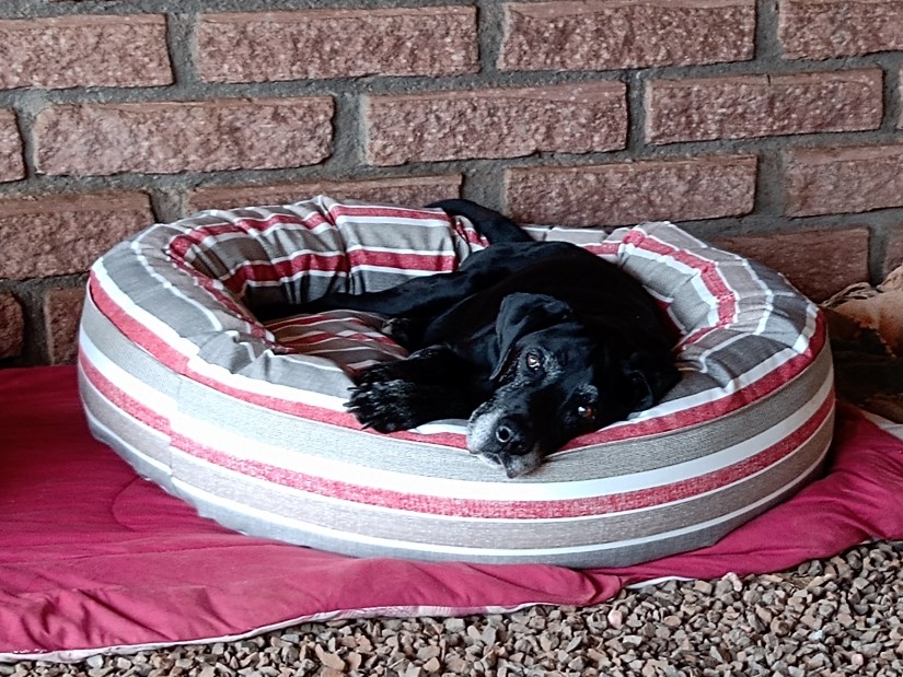DUKE (Canino macho) Labrador C1