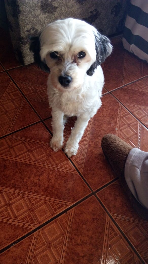 PRINCESA (Canino fêmea) Poodle/Lhasa C3