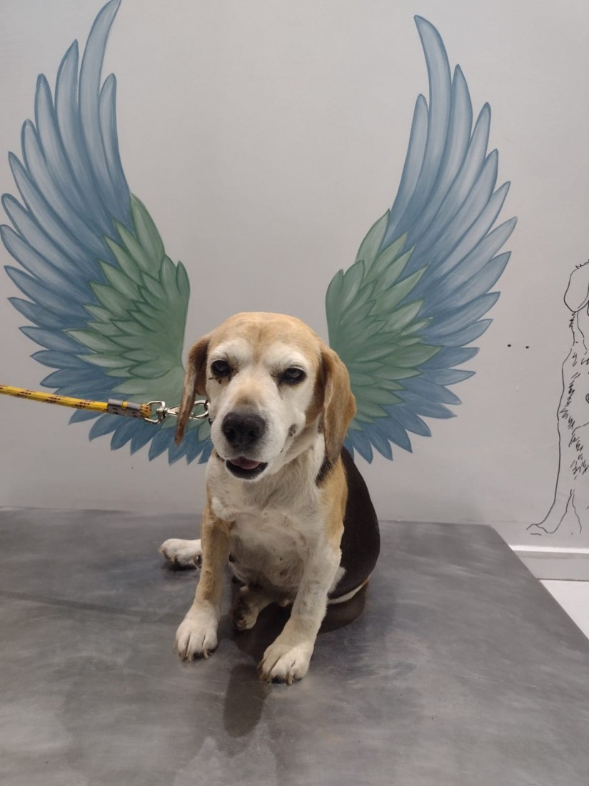 ALICE (Canino fêmea) Beagle C1