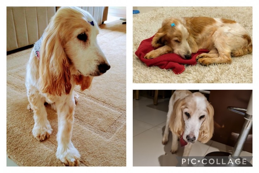 VALENTE (Canino macho) Cocker Inglês C2