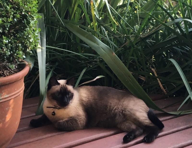 SHREK (Felino) Siamês