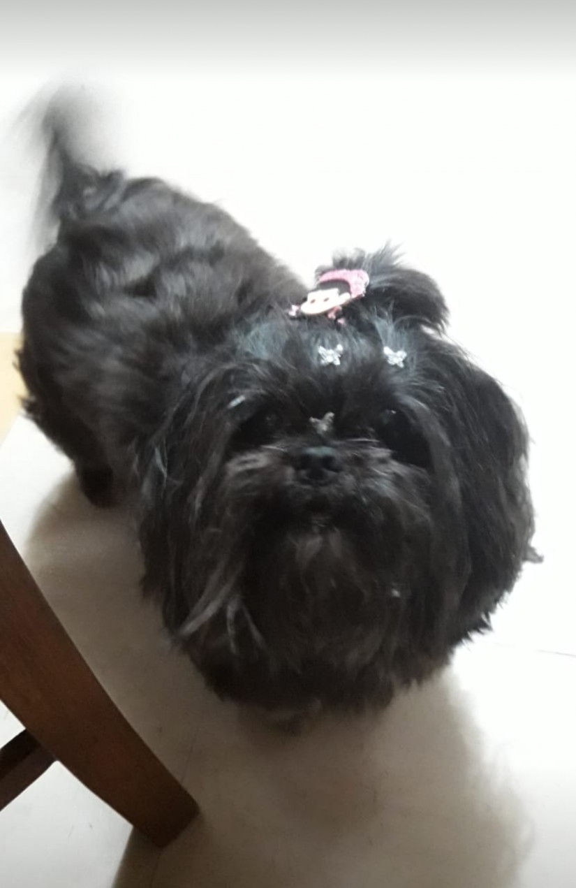 LUA (Canino fêmea) Shih Tzu C1