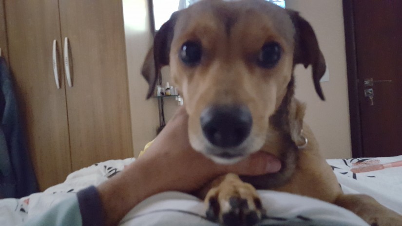 ZEUS (Canino macho) Srd Pp C1