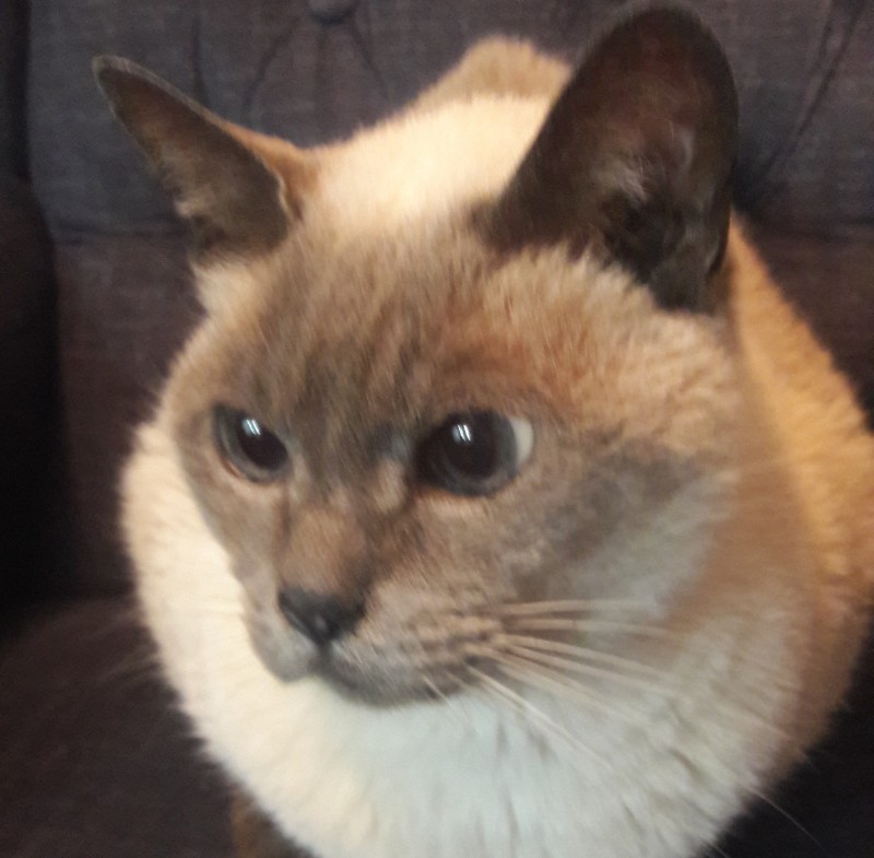 FLIP (Felino macho) Siamês C1