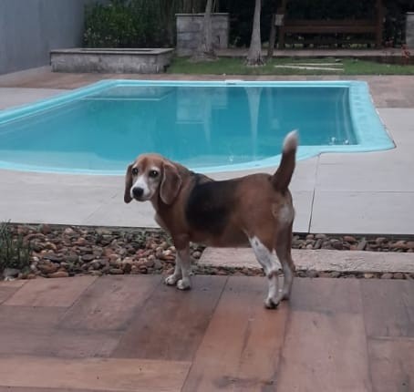 ZOE (Canino fêmea) Beagle C2
