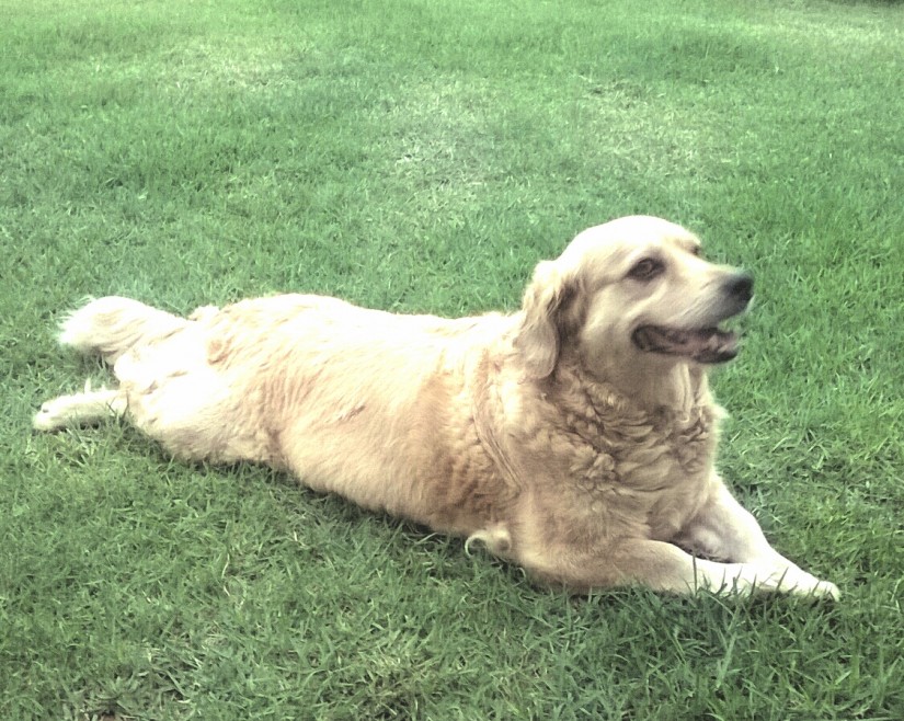 MEL (Canino fêmea) Golden Retriever C3