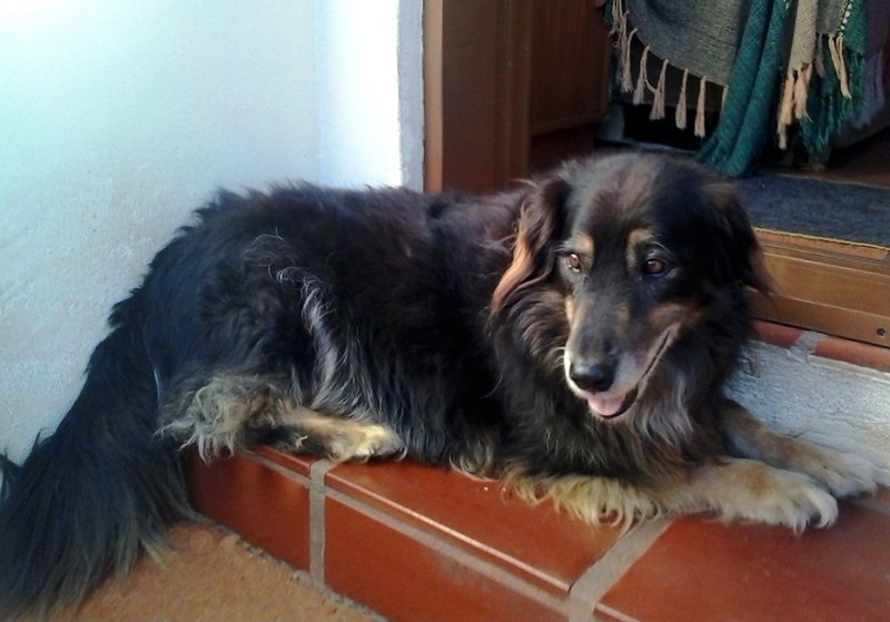 MORFEU (Canino Srd)