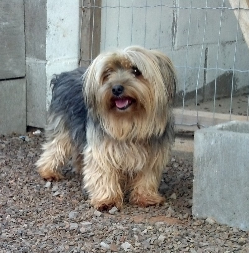 JIMMY (York Shire)