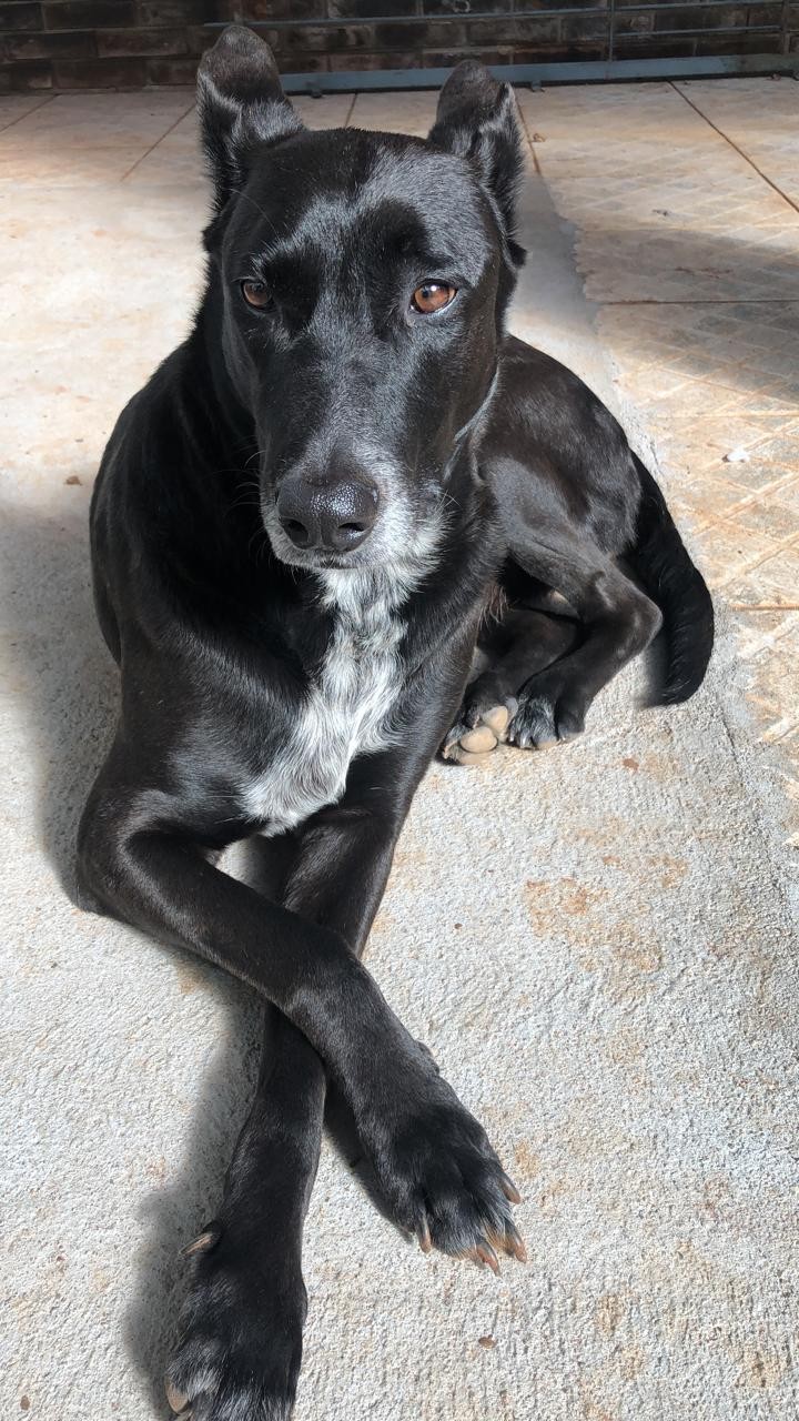 GAIA (Canino fêmea) Srd Gp C2