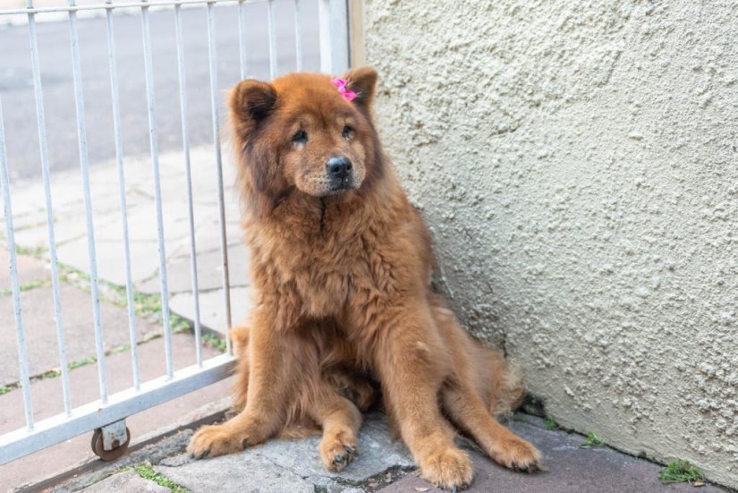 MUVUKA RUCKER (Canino fêmea) Chow Chow C4