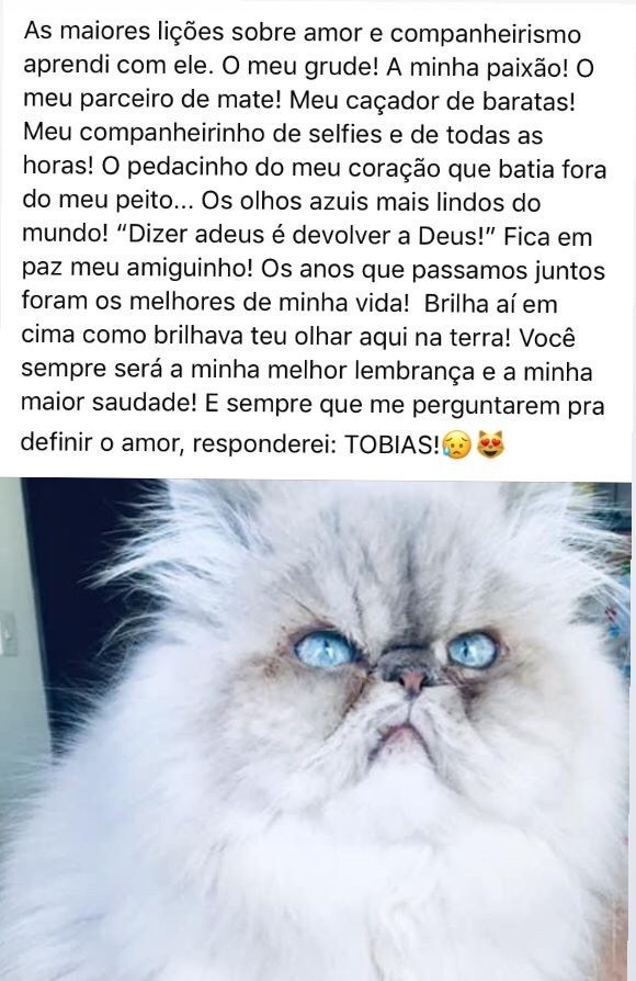 TOBIAS (Felino macho) Persa Himalaia) C4