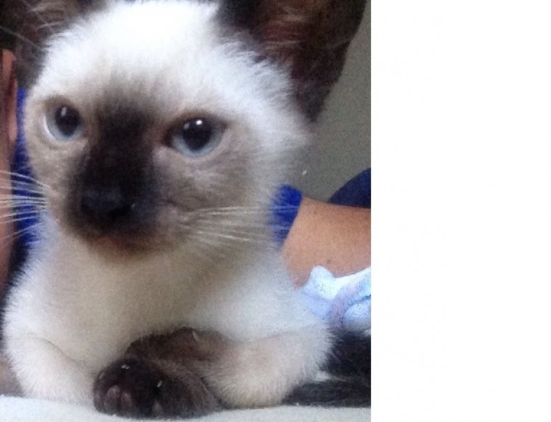 TIBE (Felino) Siames