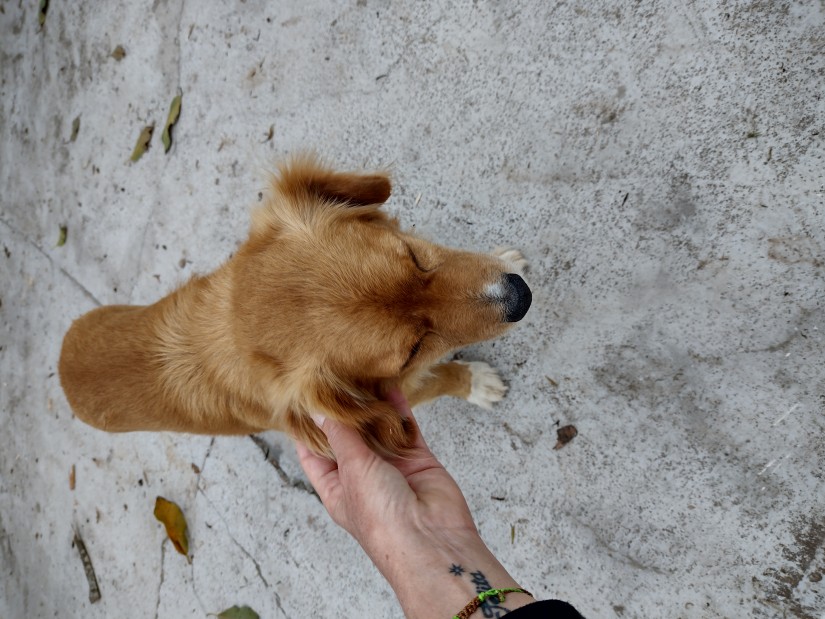 CORAGEM (Canino macho) Srd Mp C4