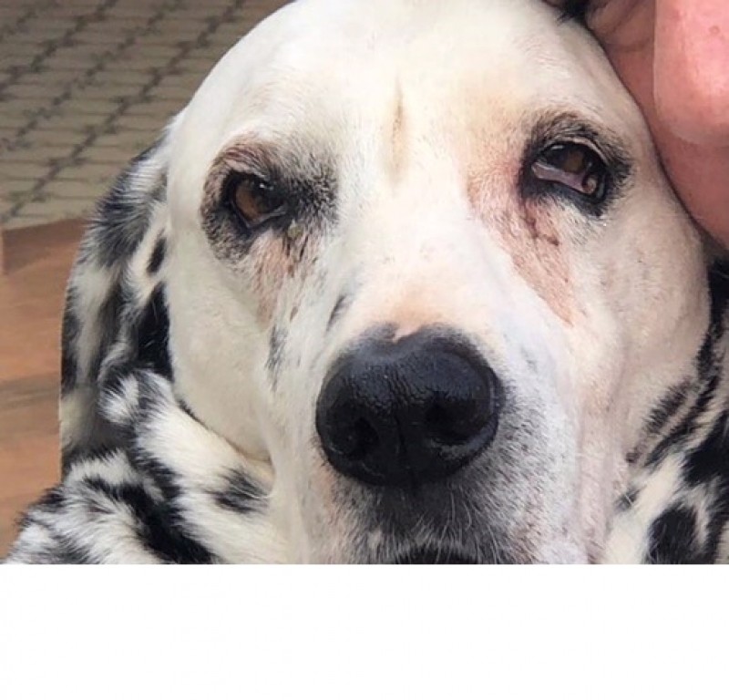 SABRINA (Canino fêmea) Dalmata C2