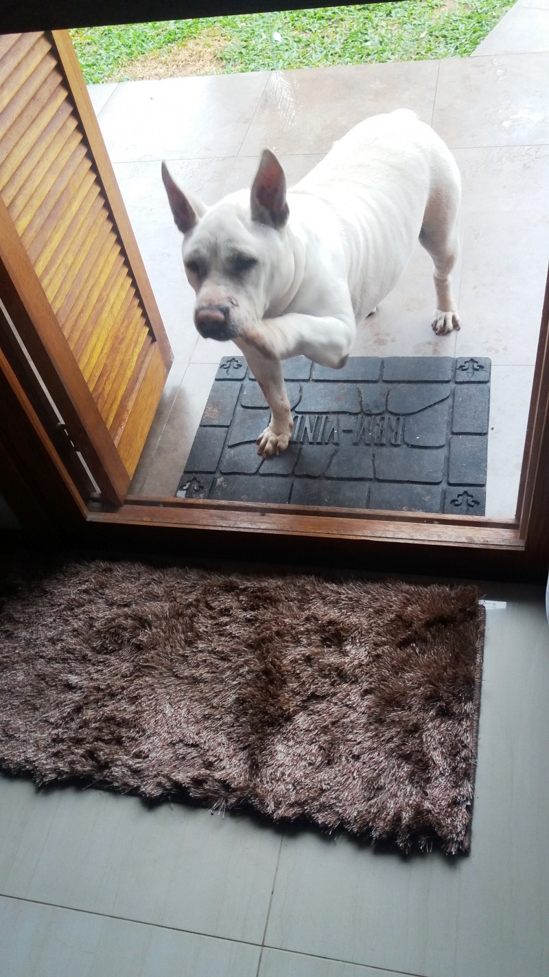 BRANCA (Pit Bull)