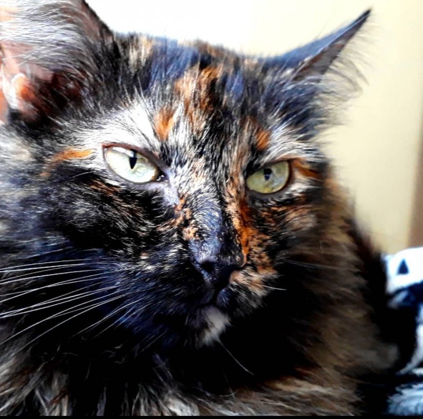 FURBY (Felino fêmea) Srd C1