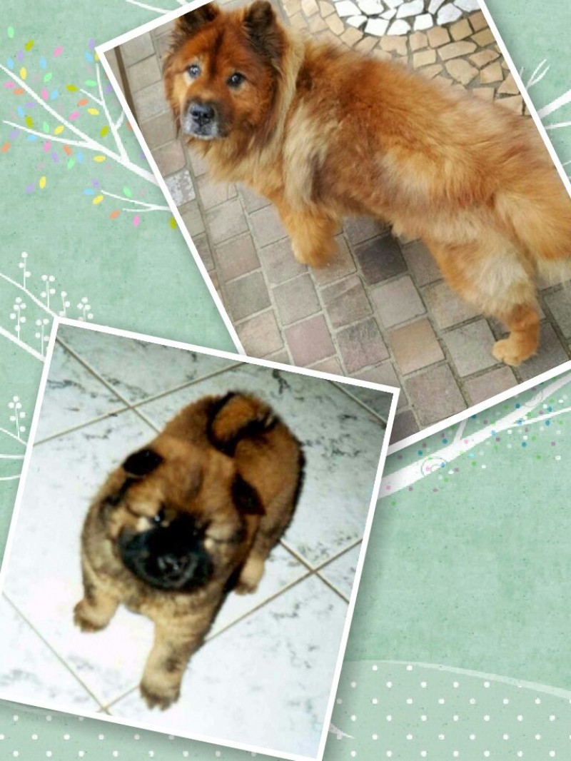 GUGA (Chow-Chow)