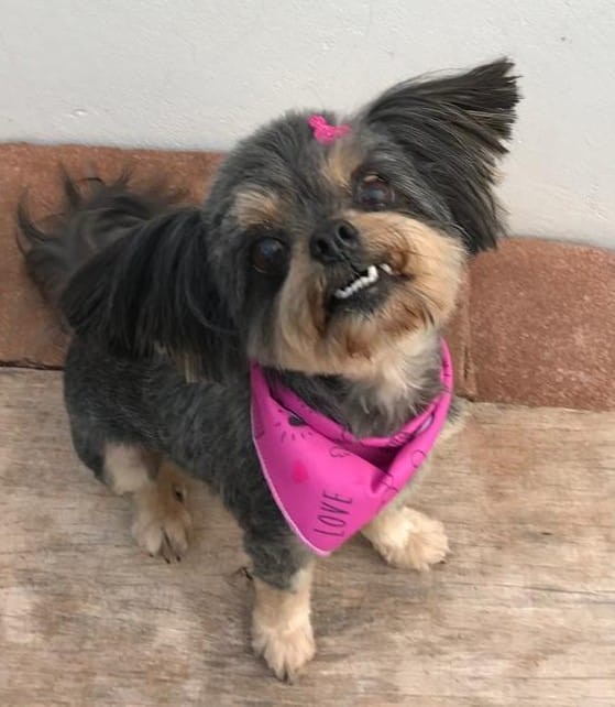 GEORGIA (Canino fêmea) Yorkshire/Shih-tzu C3