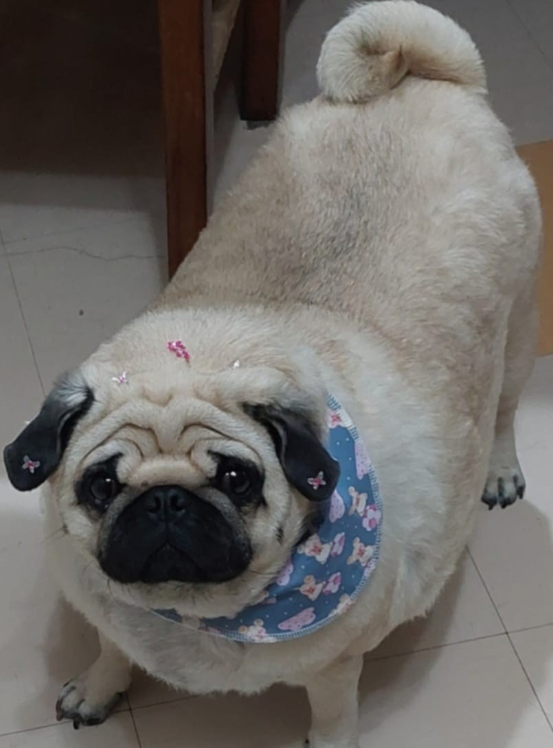CACAU (Canino fêmea) Pug C1