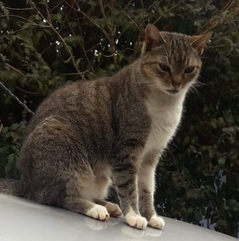 MEL (Felino fêmea) Srd
