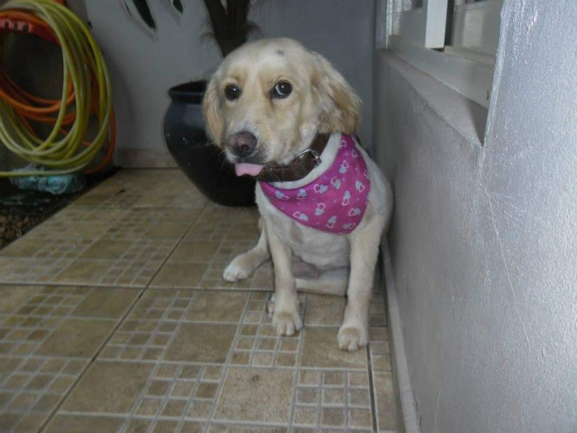 LILICA (Canino fêmea) Srd Mp C1