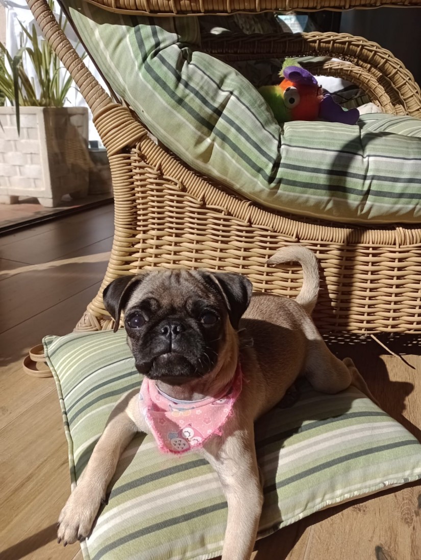 FIBI (Canino fêmea) Pug C1