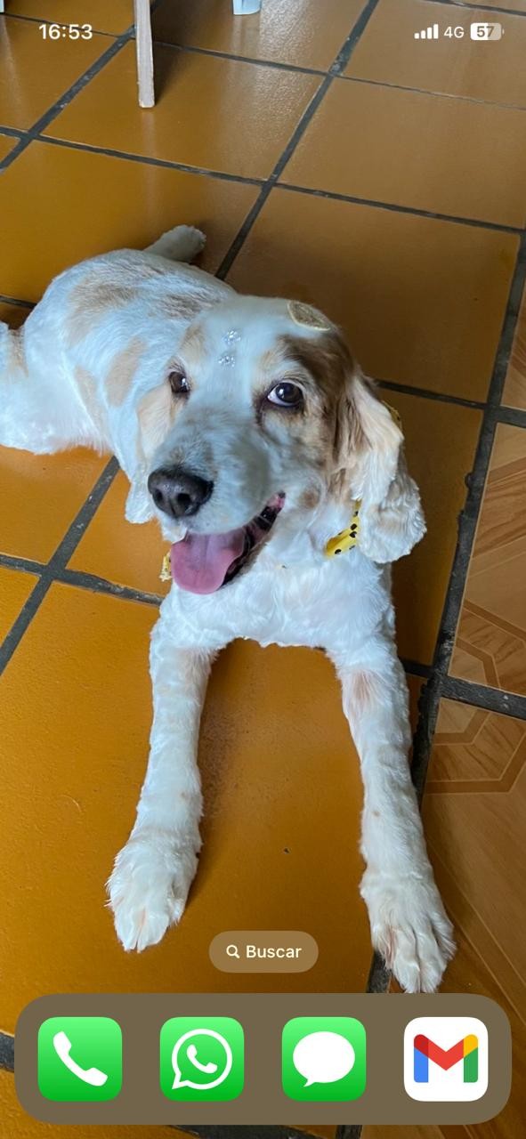 MEG (Canino fêmea) Cocker Spaniel C3