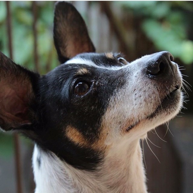 NAYELI (Canino fêmea) Fox Paulista C3
