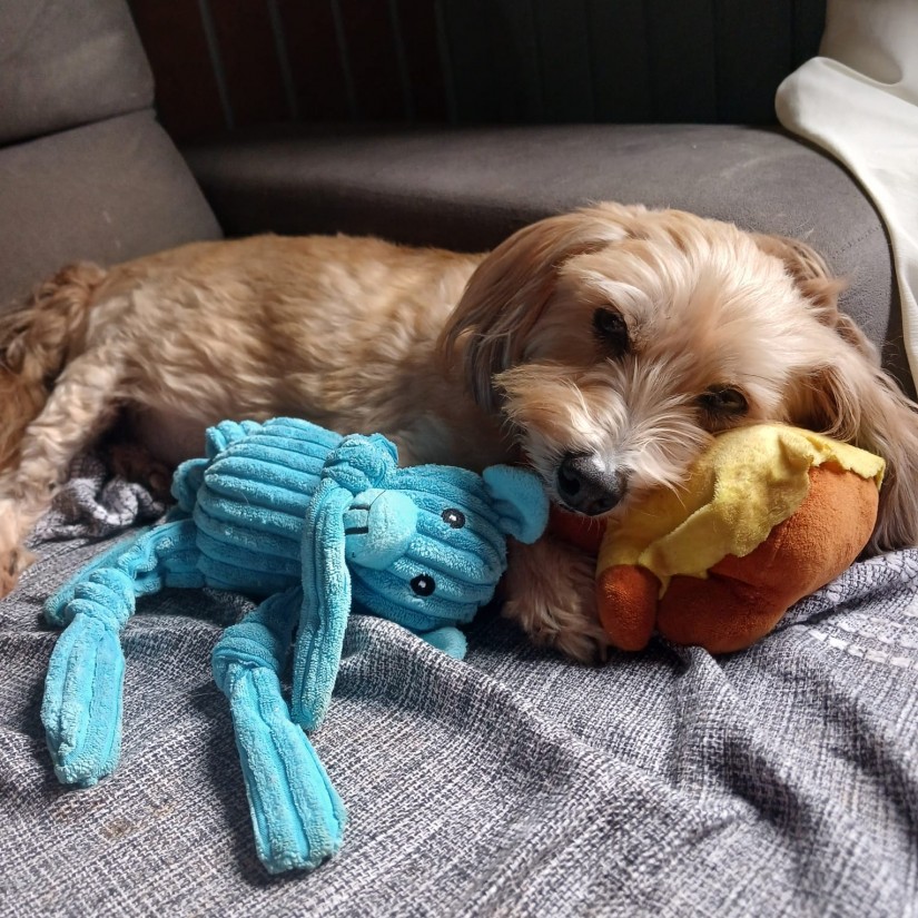 TEDDY (Canino macho) Srd Pp C3
