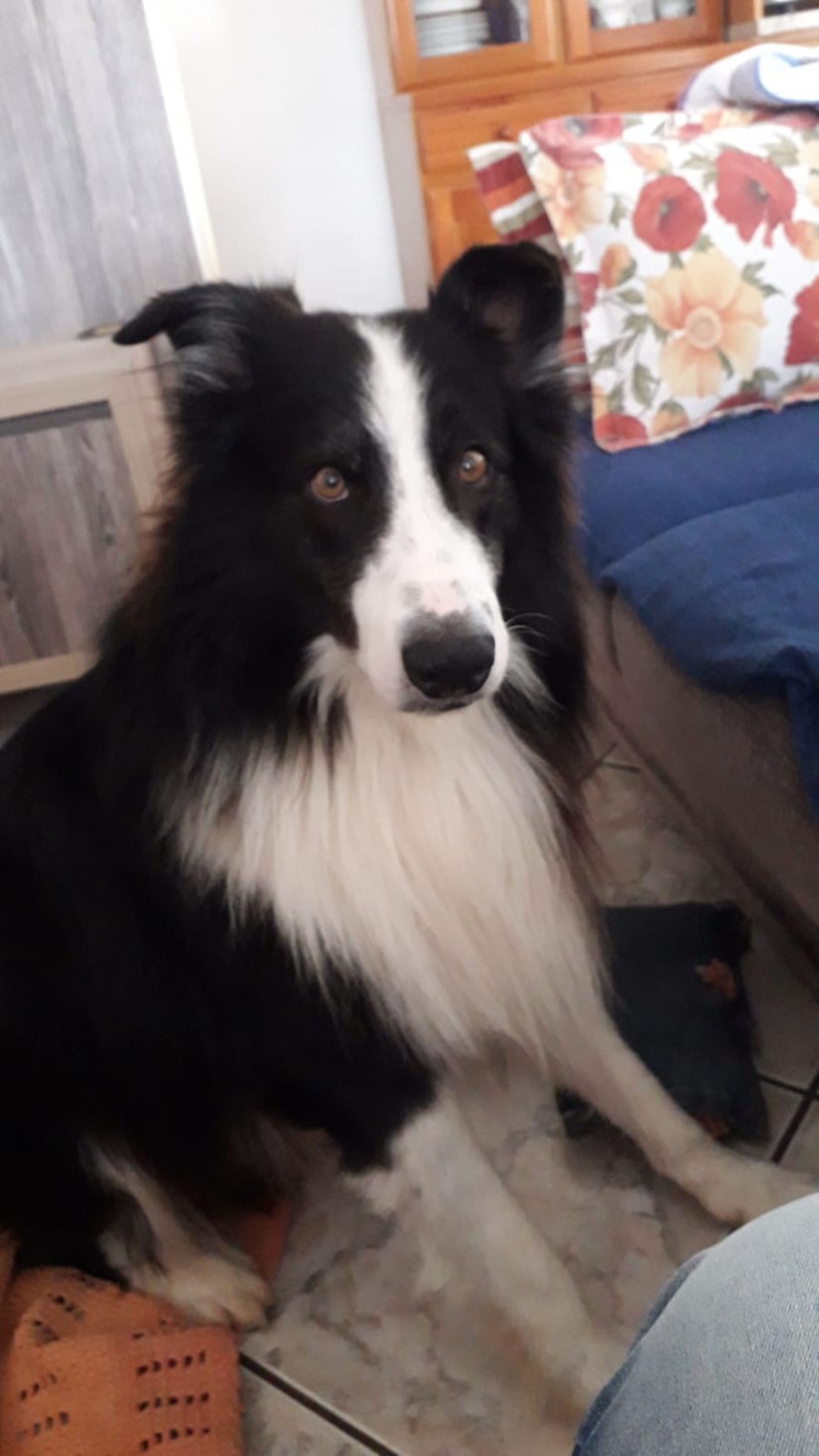 SULTÃO (Canino macho) Border Collie C1