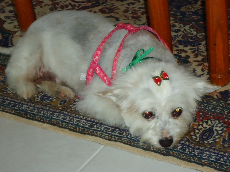 BELINHA (Nort West Terrier)