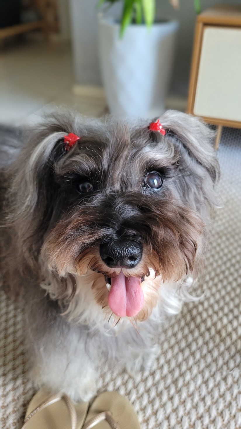 TEKA (Canino fêmea) Srd Pp C3