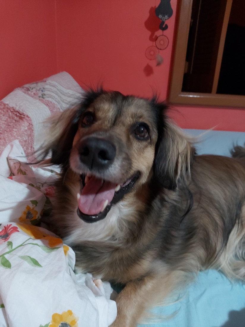 LUPITA (Canino fêmea) Srd Mp C1