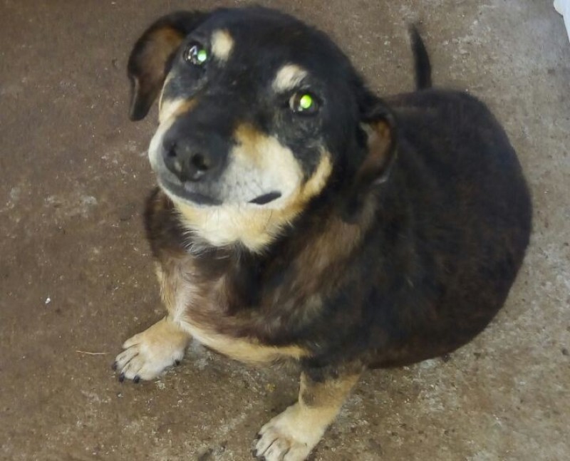 MOBI (Canino) Srd Mp