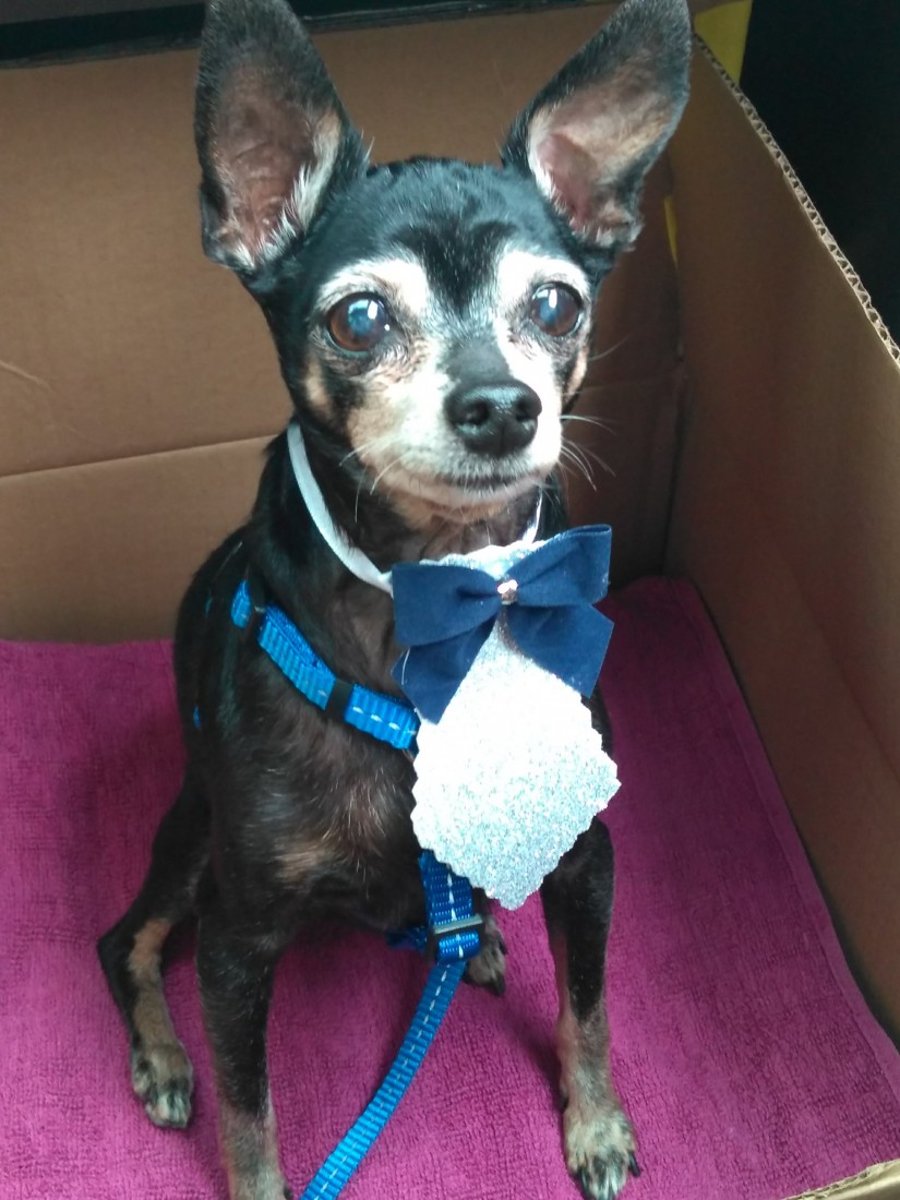 TOBY (Canino macho) Pinscher C3