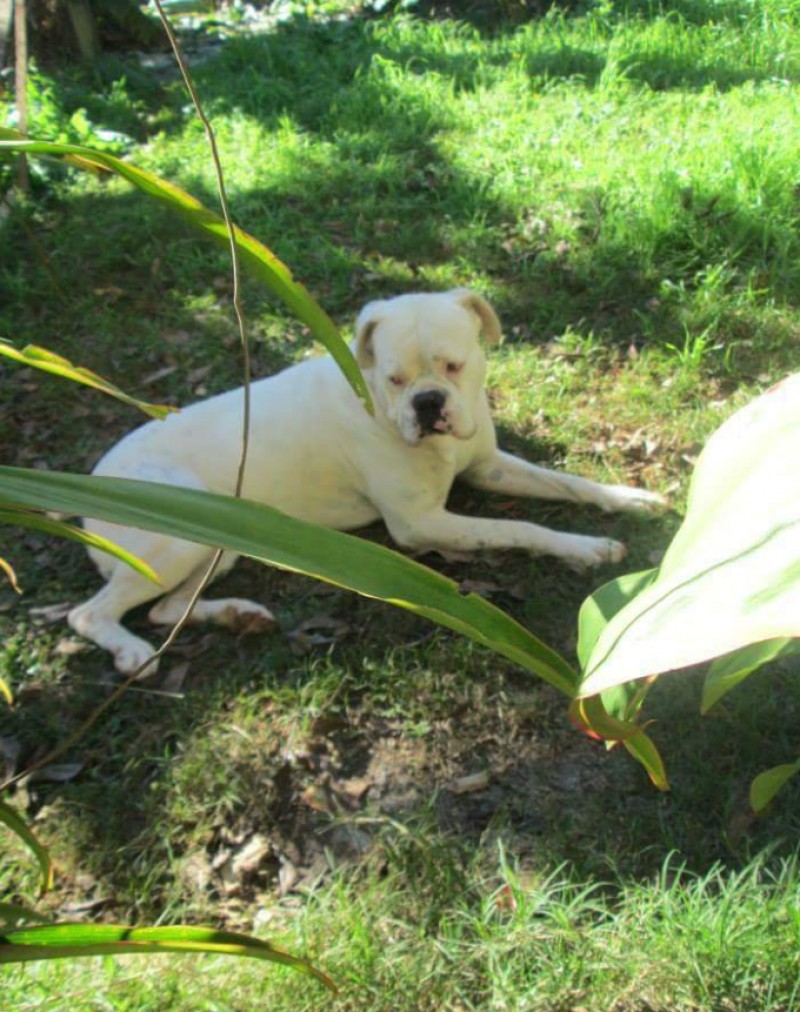 BRANCO (Canino) Boxer