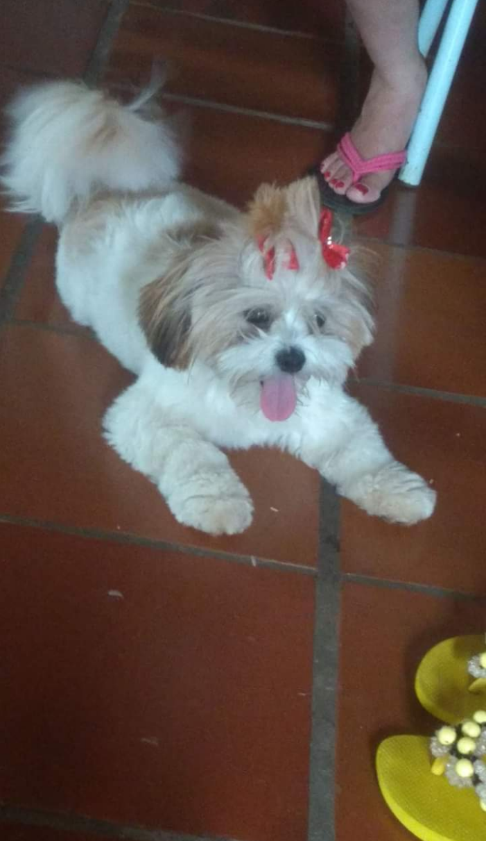 MIA (Canino fêmea) Lhasa apso C3