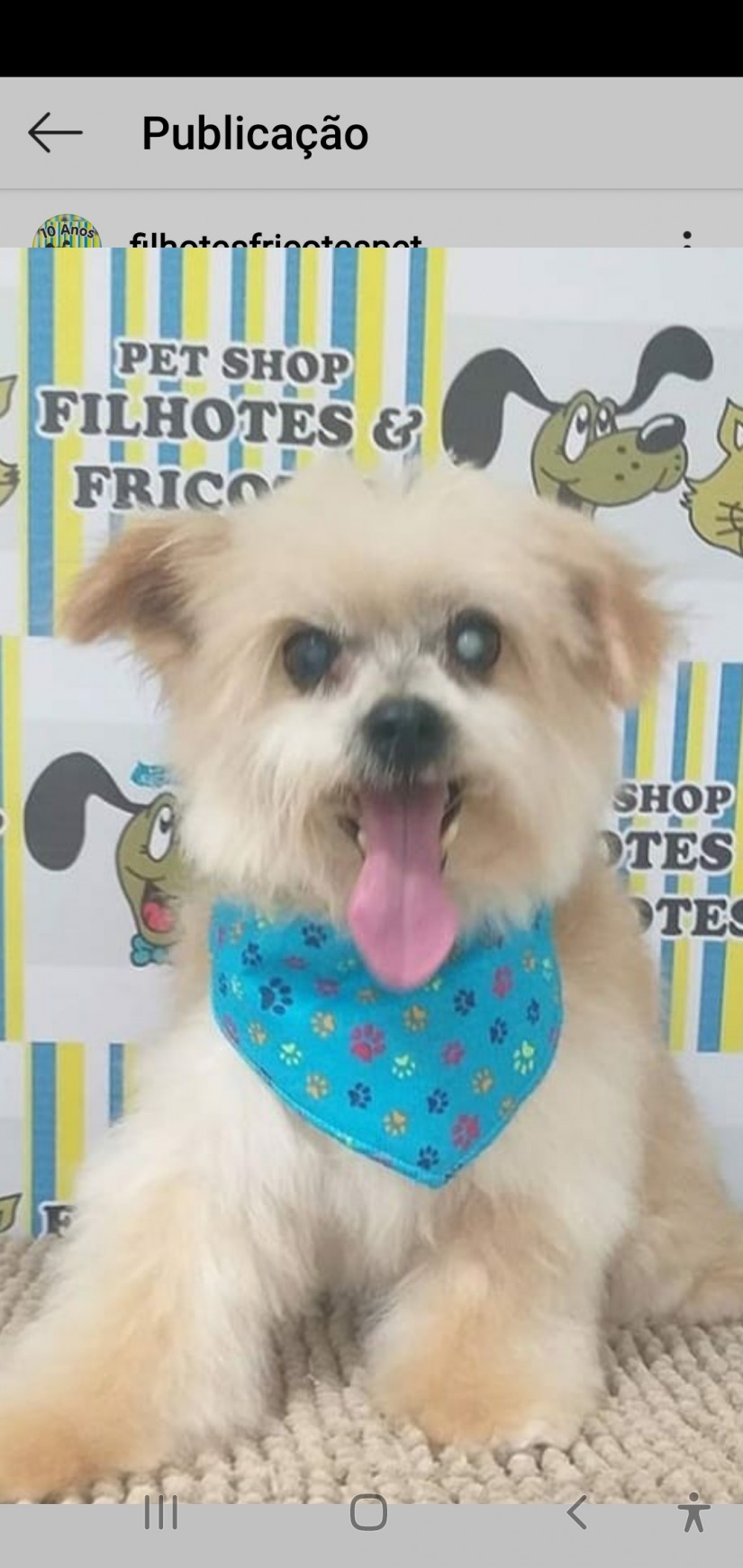 BOZO (Canino macho) York/Lhasa C3