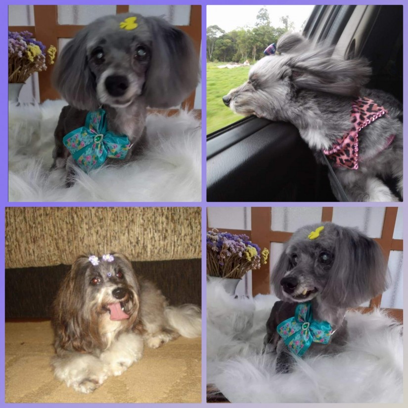 DRIKA (Canino fêmea) Poodle Srd C3