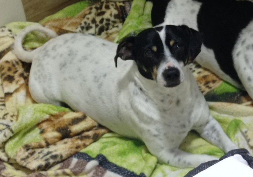 ALVIN (Canino macho) Srd Mp C1