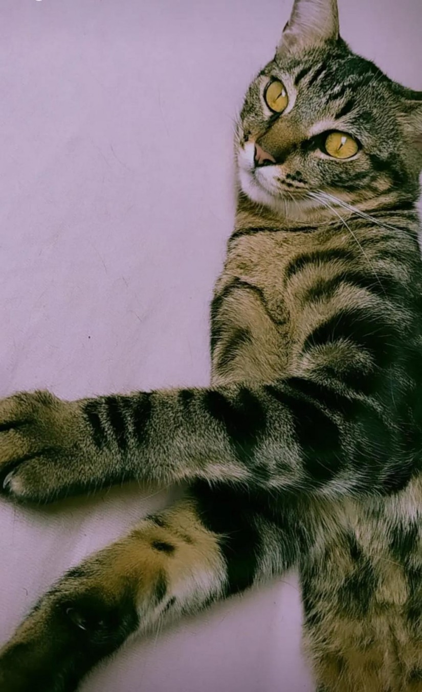 LEVI (Felino macho) Srd  C3