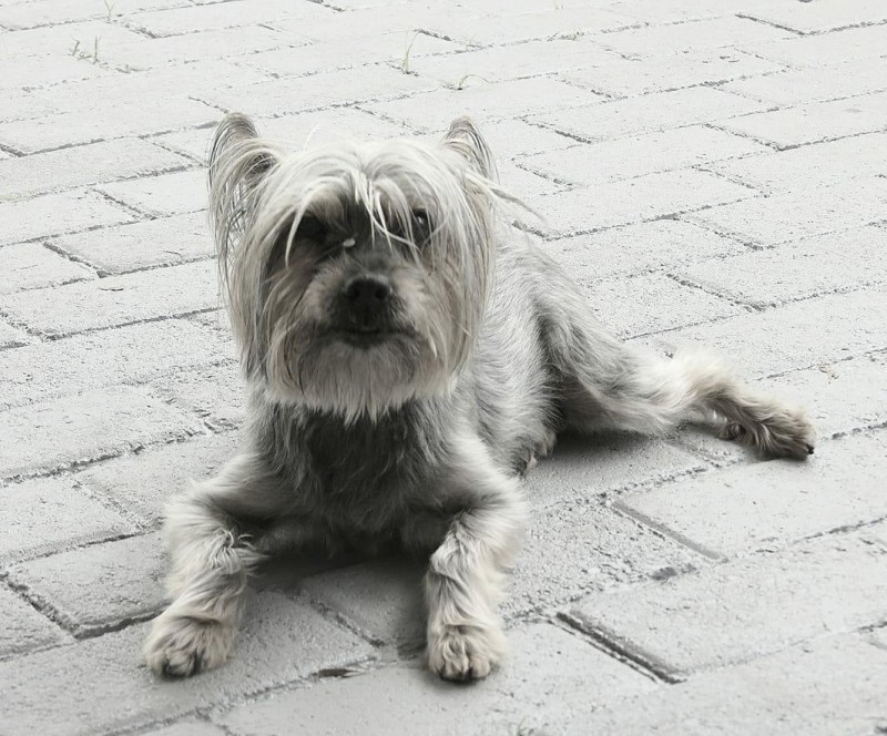 MEL (Canino fêmea) Yorkshire terrier C3